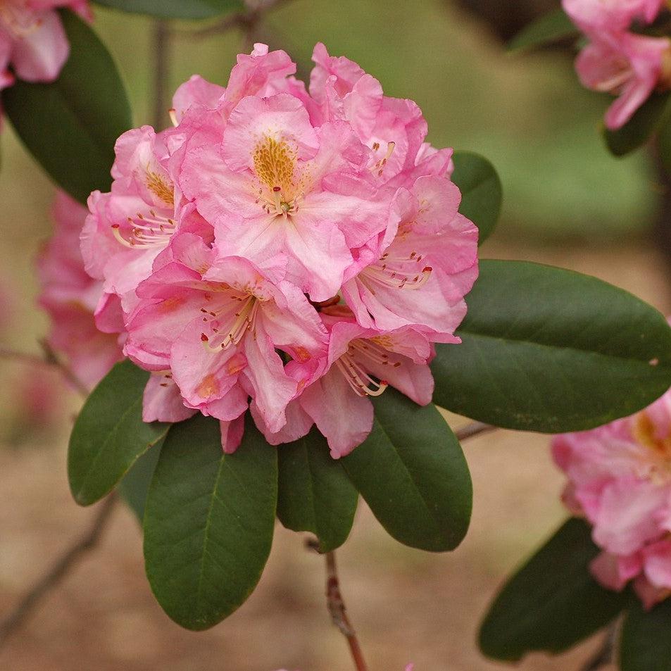 Scintillation Rhododendron