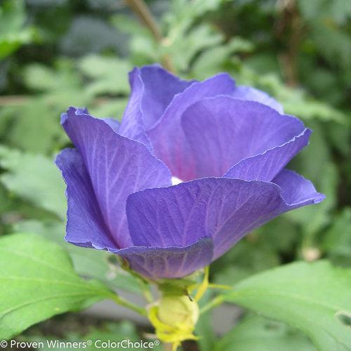 Azurri Blue Satin® Rose of Sharon