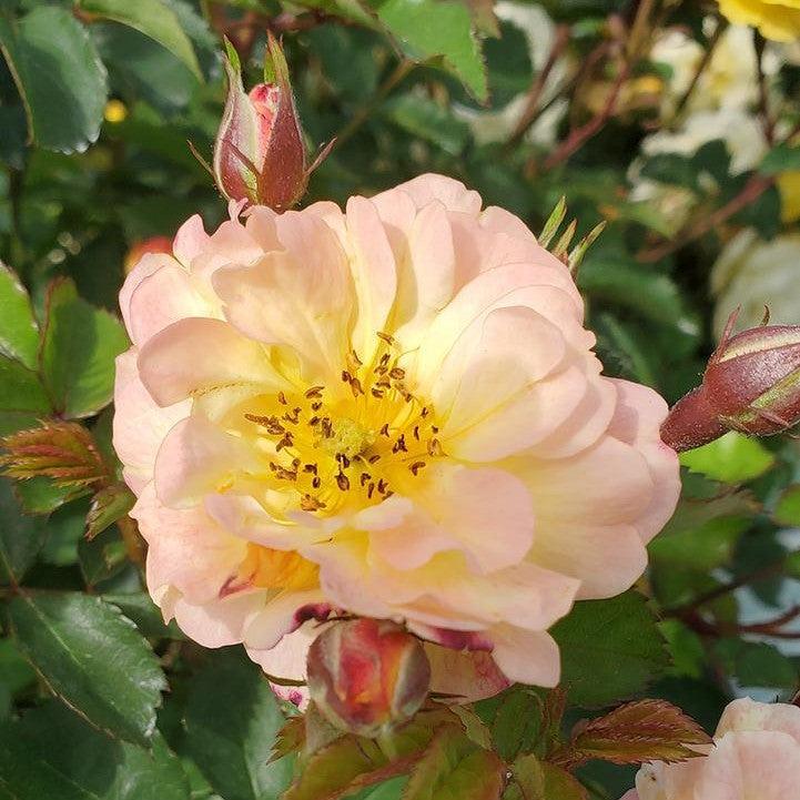 Rosa 'Meilowmye'  - Color Cocktail™ Rose