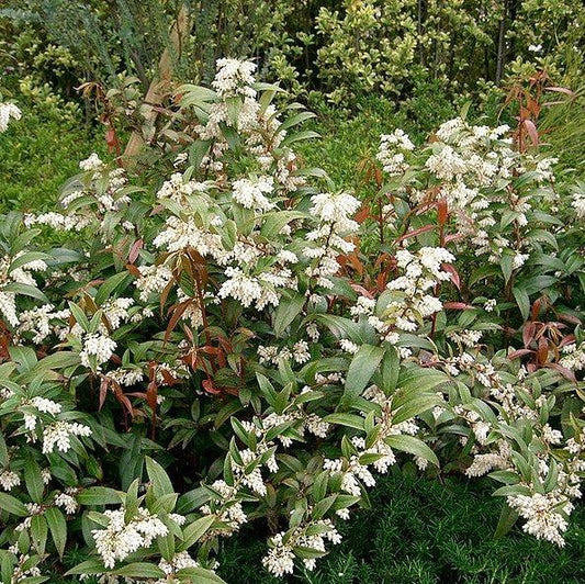 Coastal Leucothoe