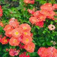 Coral Drift® Rose
