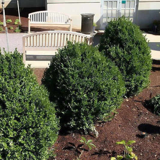 Green Mountain Boxwood