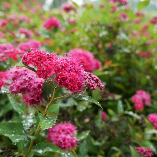 Double Play® Doozie Spirea