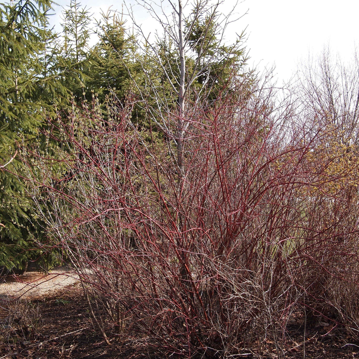 Bailey Red Twig Dogwood