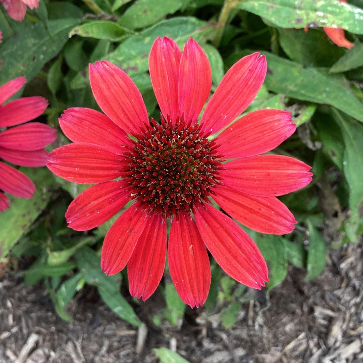 Echinacea purpurea 'SunMagic Vintage Ruby'  - SunMagic® Vintage Ruby Echinacea