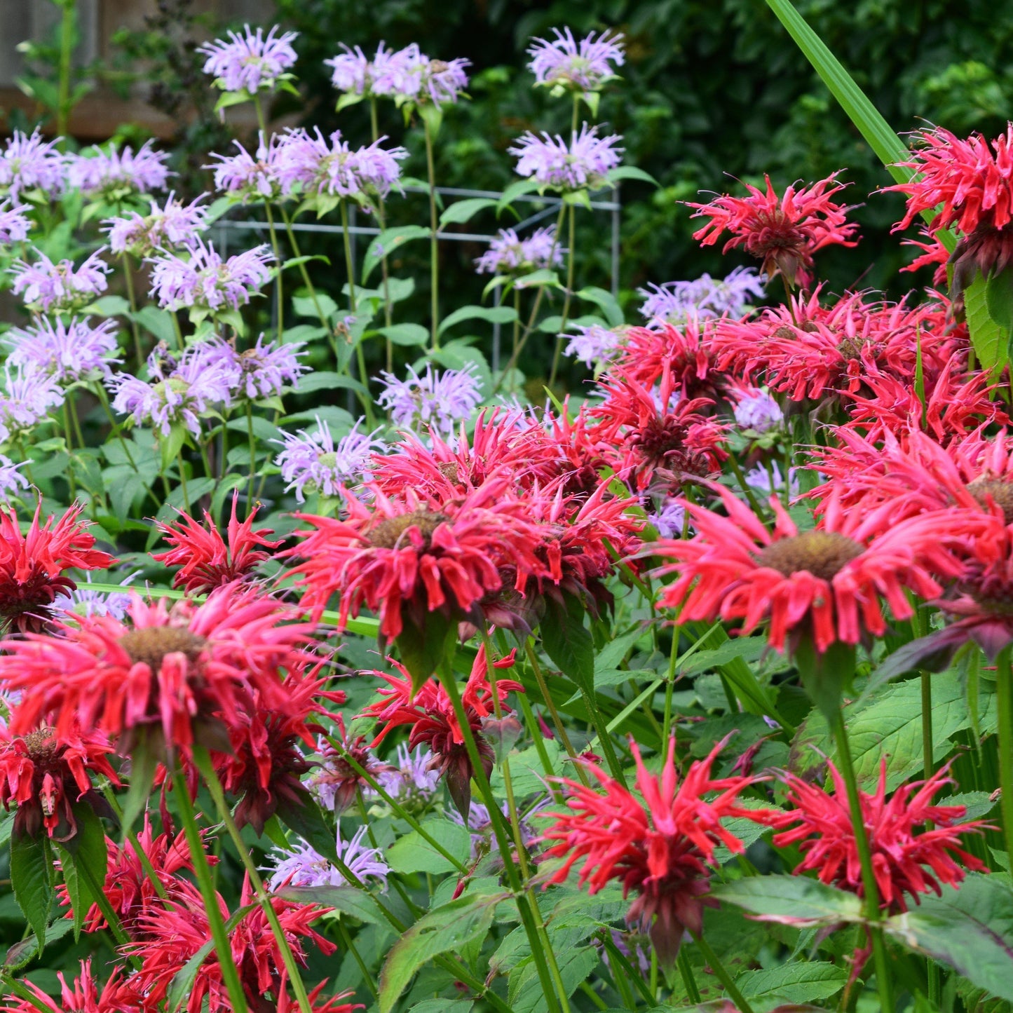 Monarda 'Bee-Happy'  - Bee-You™ Bee-Happy Bee Balm