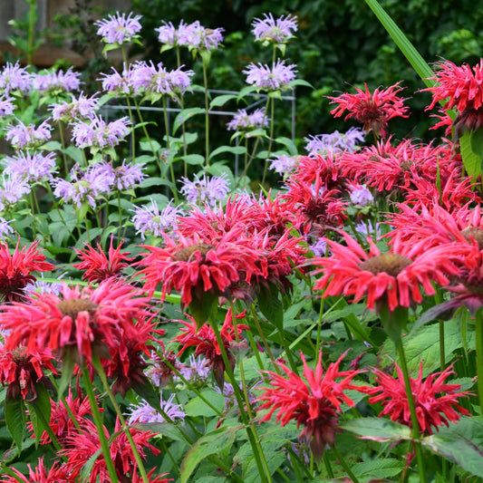 Monarda 'Bee-Happy'  - Bee-You™ Bee-Happy Bee Balm