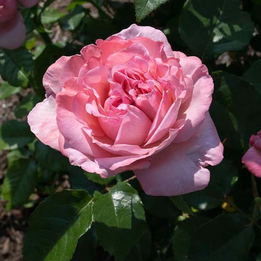 Rosa 'Meipapey' PP 35,892  - Romantica® Ball Gown™ Rose