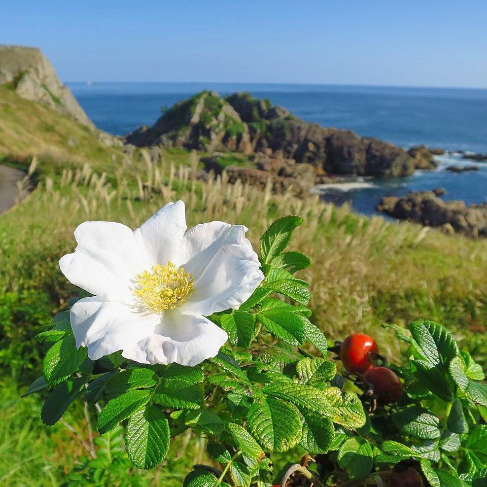 White Rugosa Rose