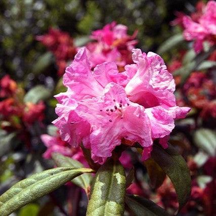 Landmark Rhododendron