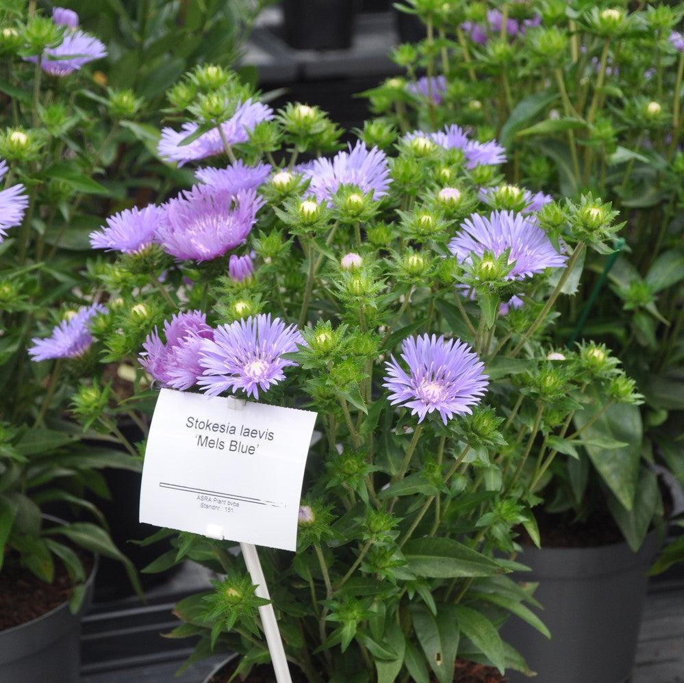 Stokesia laevis 'Mel's Blue'  - Mel's Blue Stokes' Aster