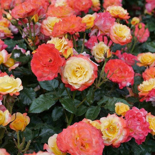 Rosa x 'Chewizard'  - Oso Easy En Fuego® Rose