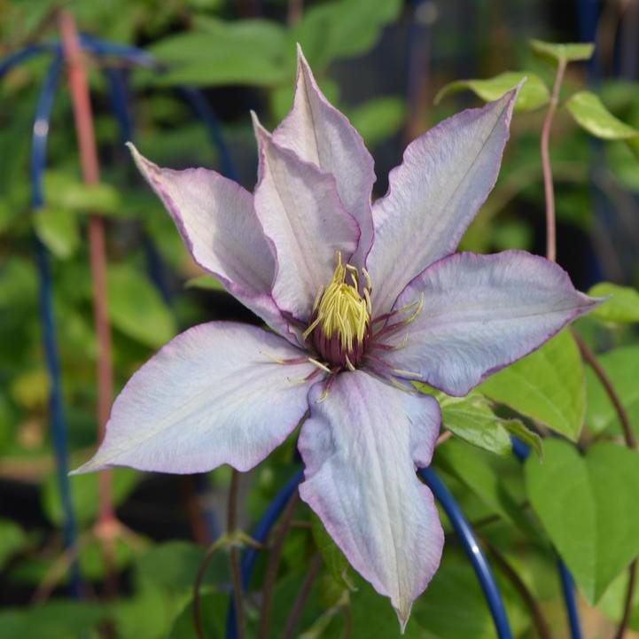 Clematis 'Evipo075'  - Samaritan Jo™ Clematis