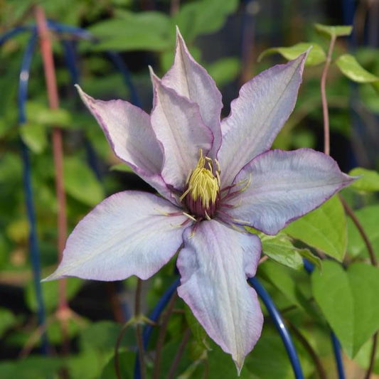 Clematis 'Evipo075'  - Samaritan Jo™ Clematis