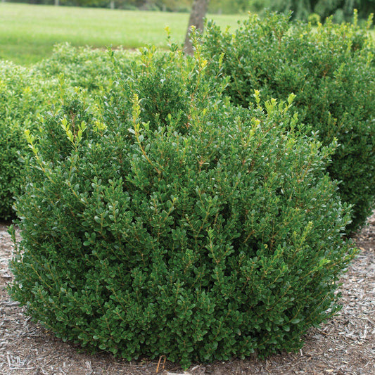 Little Missy Boxwood