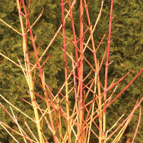 Arctic Sun® Dogwood