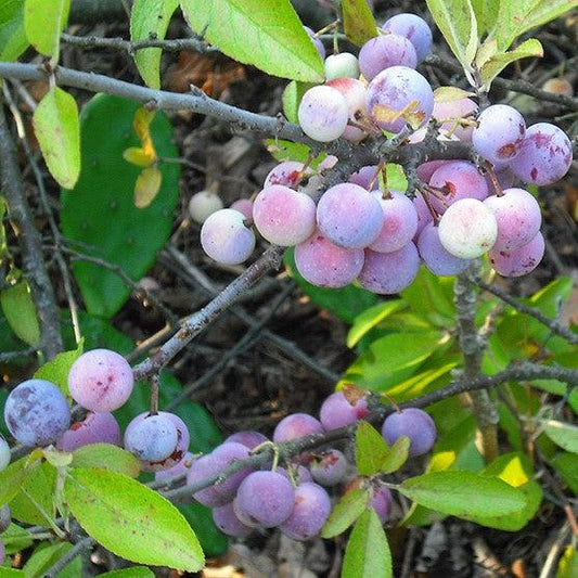 Beach Plum