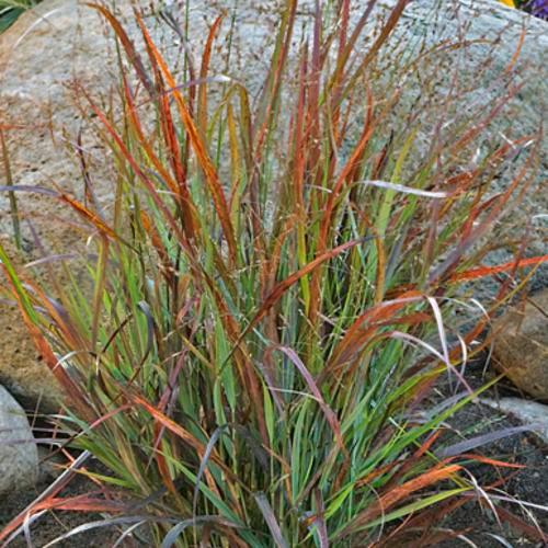 Prairie Winds® Cheyenne Sky Switch Grass