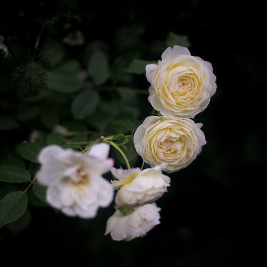 Claire Austin Rose