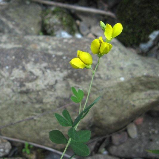 Baptisia tinctoria  - Wild Indigo