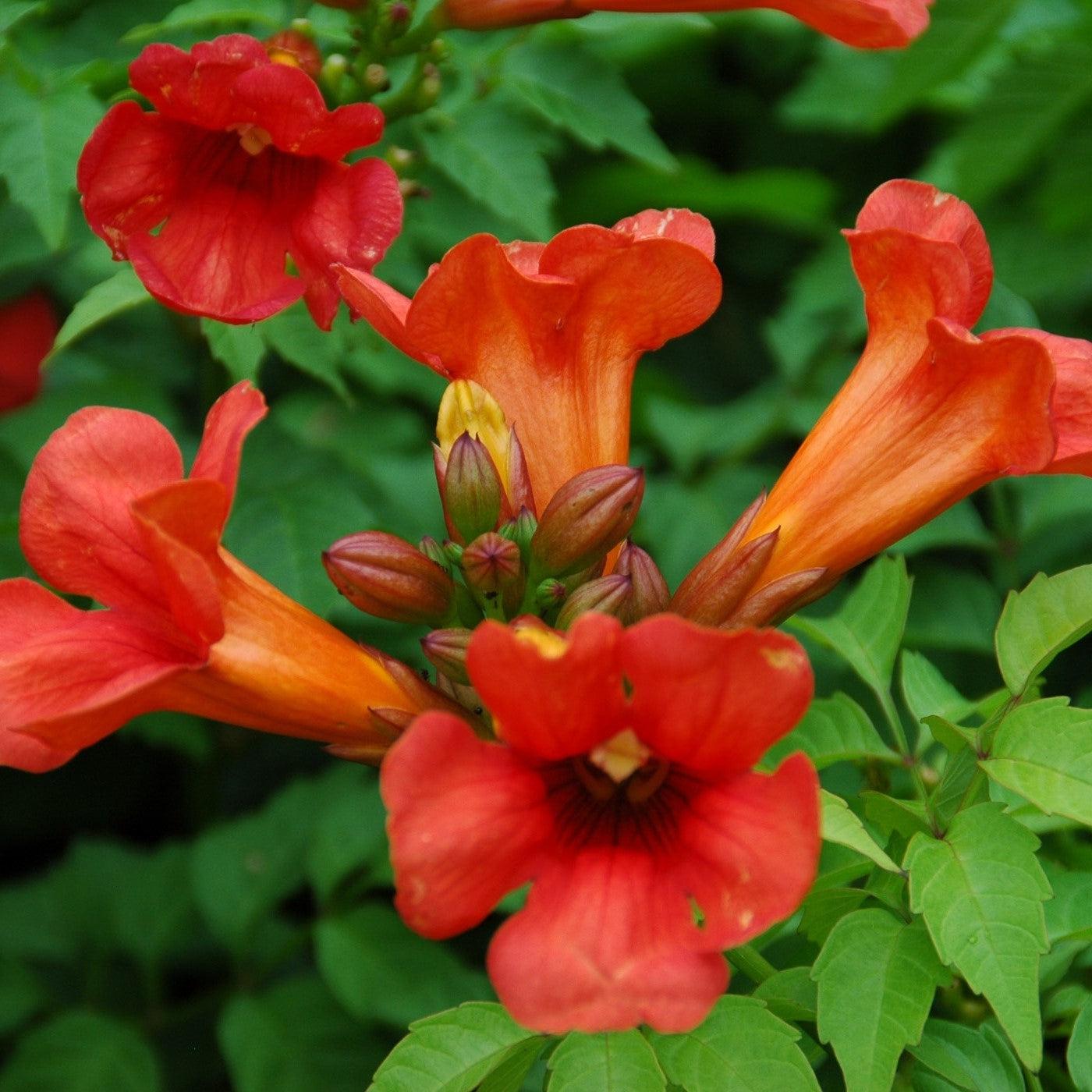 Campsis x tagliabuana 'Takarazuka Fresa' PP 23,917  - Summer Jazz™ Fire Campsis