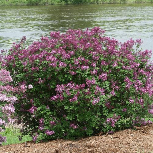 Bloomerang® Dark Purple Lilac