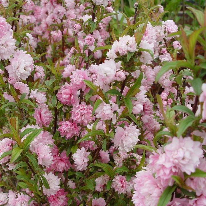Pink Flowering Almond