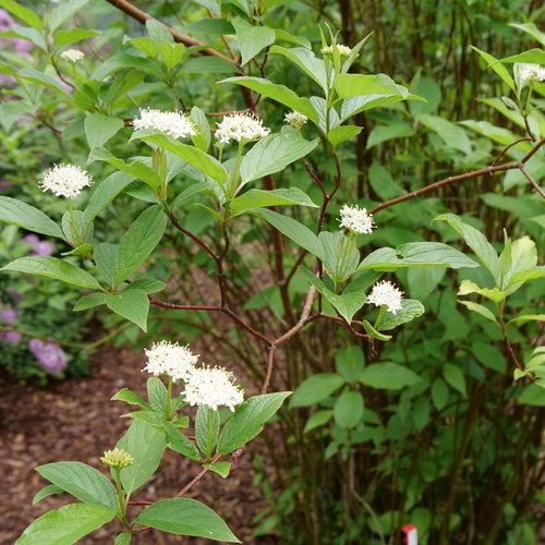 Arctic Fire® Red Twig Dogwood
