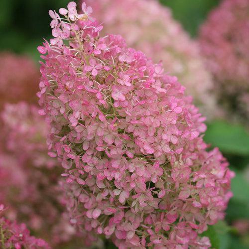 Proven Winners® Color Choice® Bobo® Hydrangea