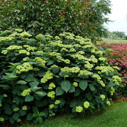 Invincibelle Sublime™ Smooth Hydrangea
