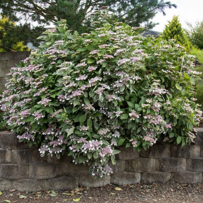 Light-O-Day® Hydrangea