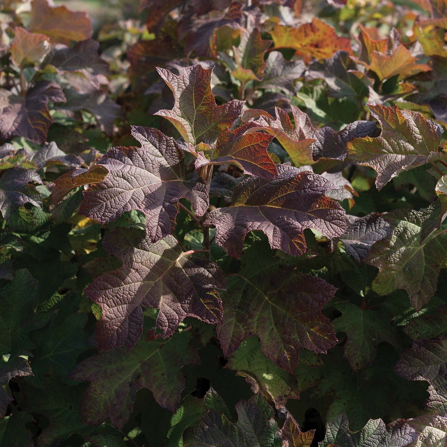 Hydrangea quercifolia '1925querrep'  - Autumn Reprise™ Hydrangea
