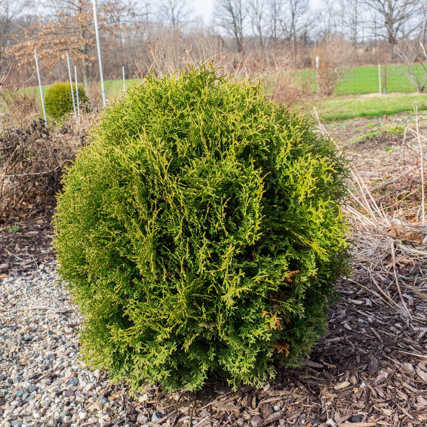 Hetz Midget Arborvitae, Mini Arborvitae