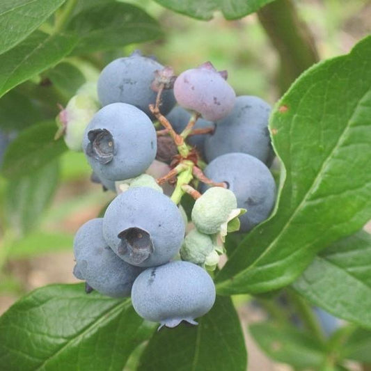 Patriot Highbush Blueberry