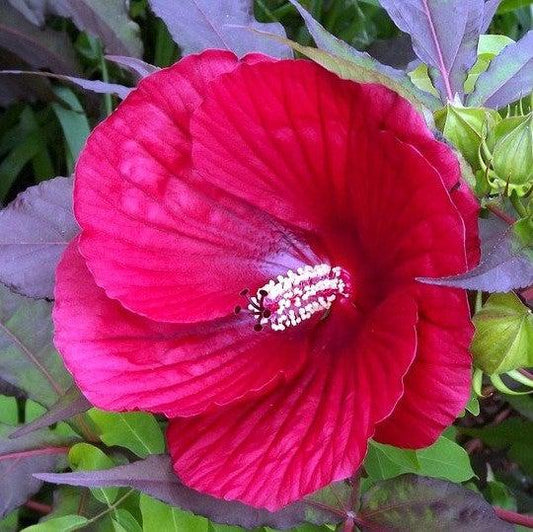Midnight Marvel Red Leaf Hibiscus