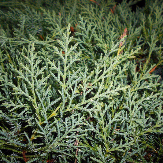 Grey Owl Juniper