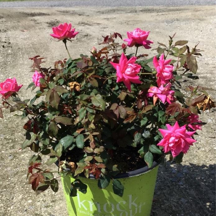 Double Pink Knock Out® Rose