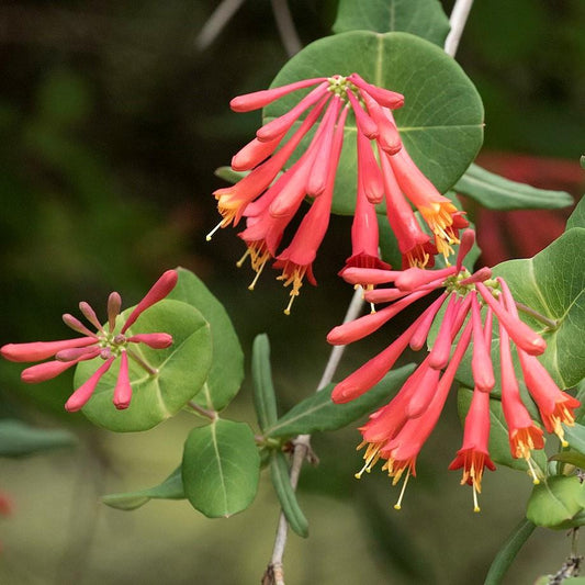 Major Wheeler Coral Honeysuckle