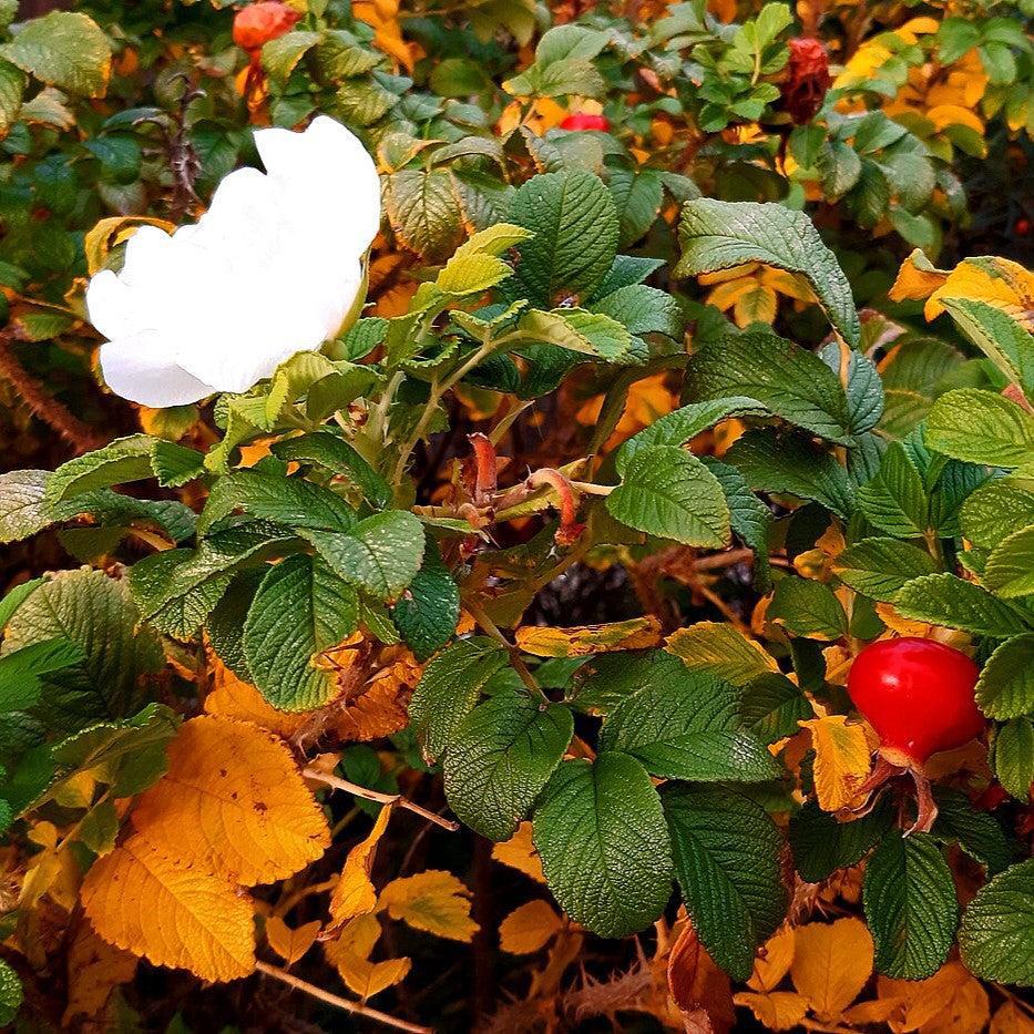 White Rugosa Rose