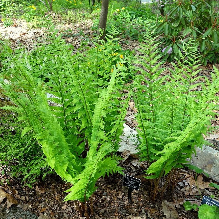 Dryopteris goldiana  - Goldie’s Shield Fern, Giant Wood Fern