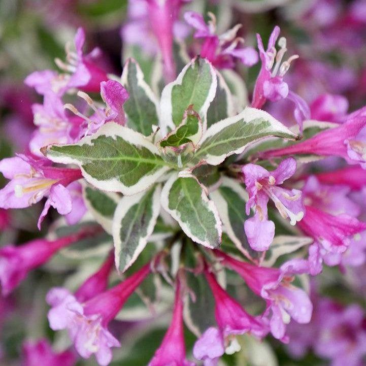 Weigela florida 'Verweig8' PP 30,064  - My Monet Purple Effect® Weigela
