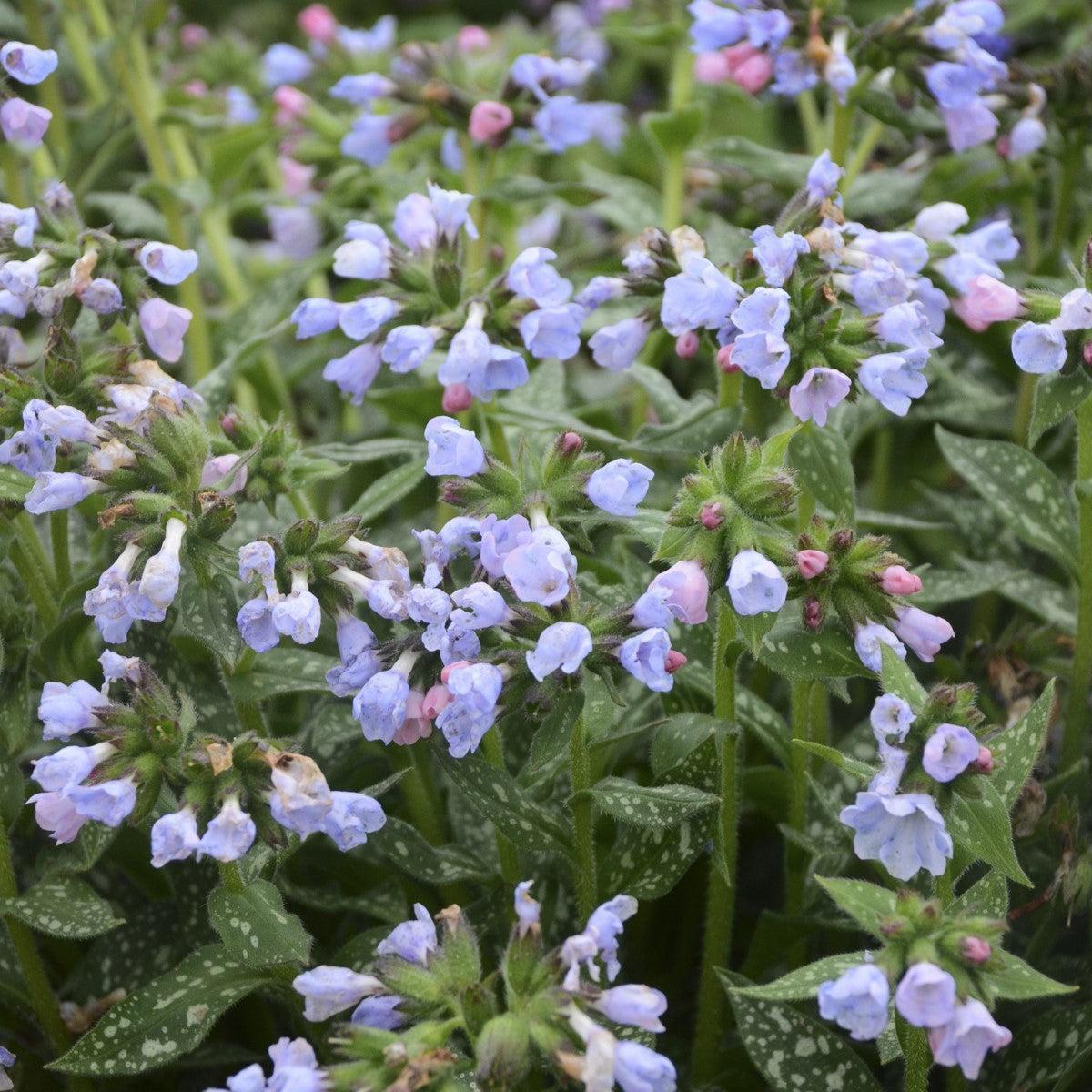 Pulmonaria 'Twinkle Toes'  - Twinkle Toes Lungwort