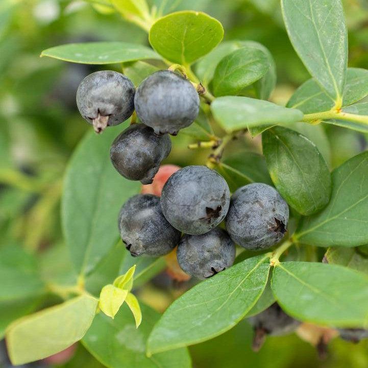 Vaccinium corymbosum hybrid 'FC12-029'  - Bushel and Berry® Sapphire Cascade Blueberry