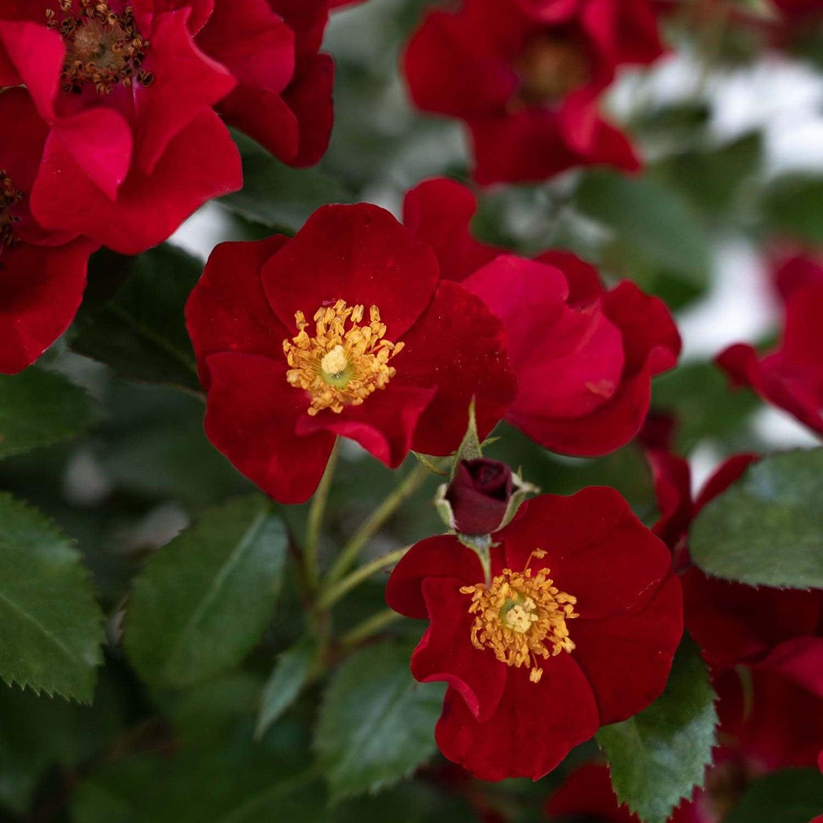 Rosa 'Meidelvega'  - Scarlet Drift® Rose
