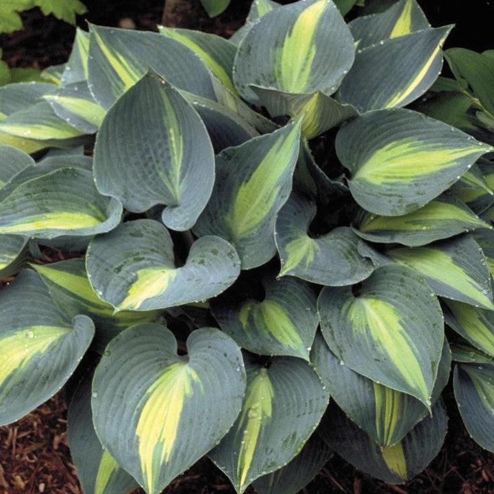 Hosta 'Touch of Class'  - Touch of Class Hosta