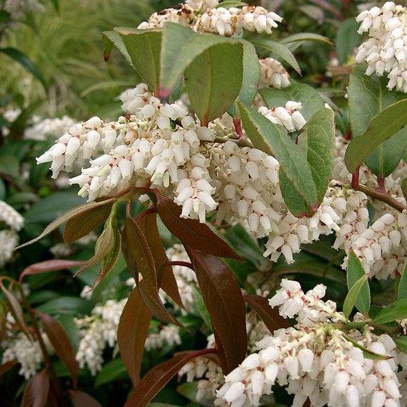 Coastal Leucothoe