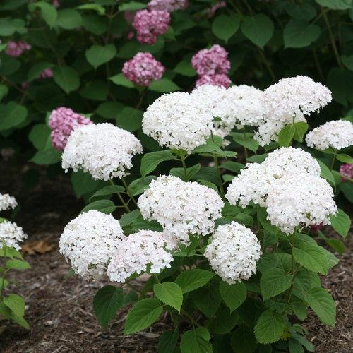 Invincibelle® Wee White Smooth Hydrangea