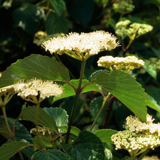 Blue Blaze™ Viburnum