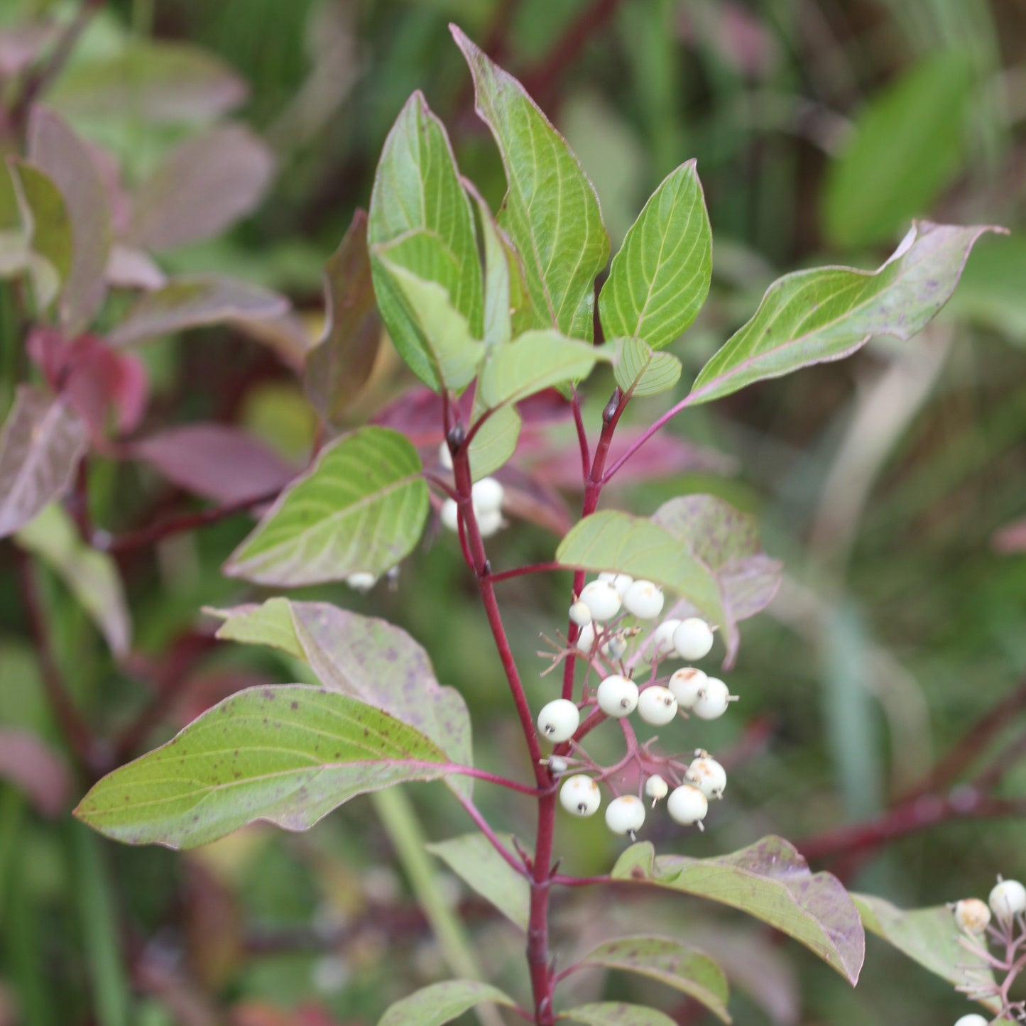 Cardinal Dogwood