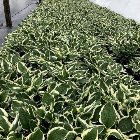 Patriot Hosta